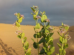 jaisalmer (328)